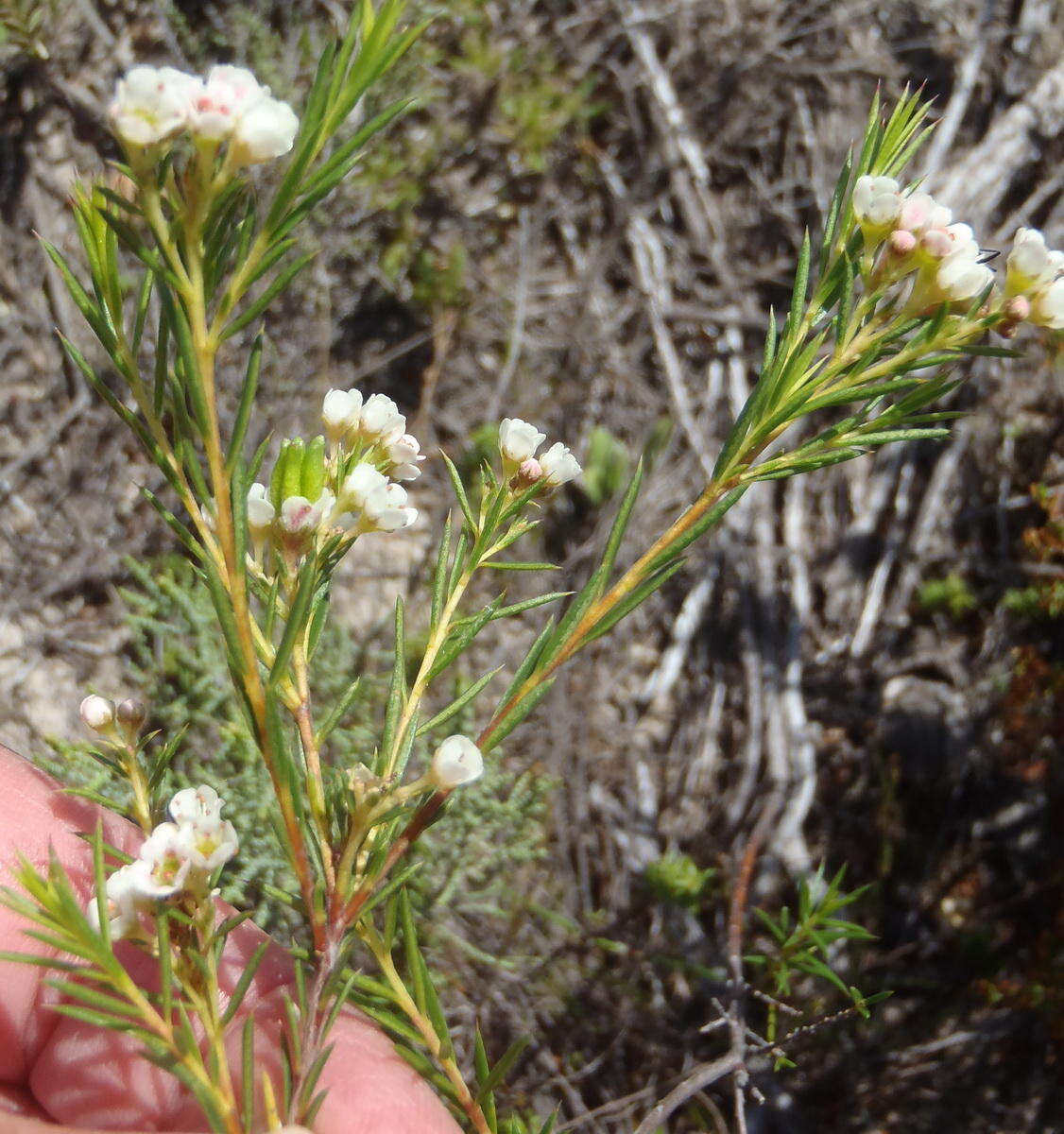 Image of Diosma hirsuta L.