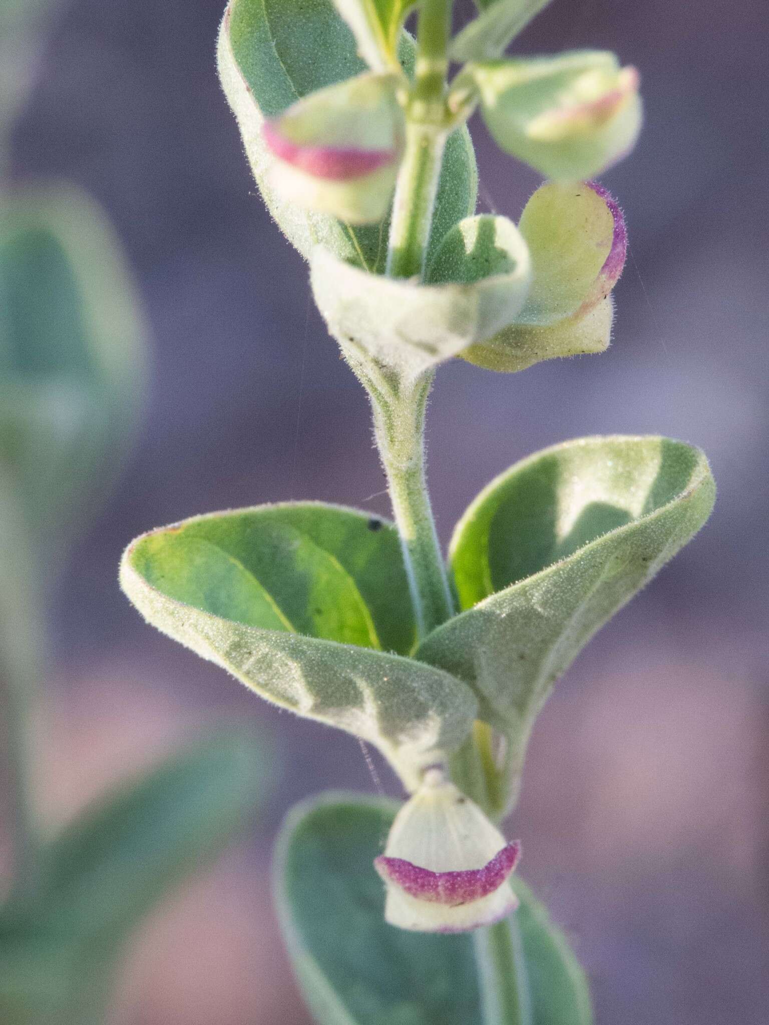 Sivun Scutellaria potosina subsp. platyphylla Epling kuva