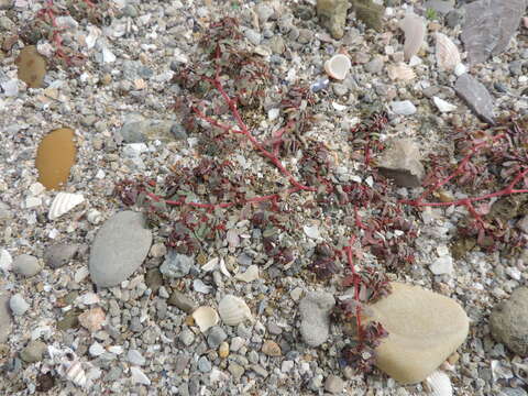 Image of Euphorbia peplis L.