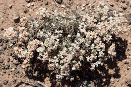 Image of Yavapai County buckwheat