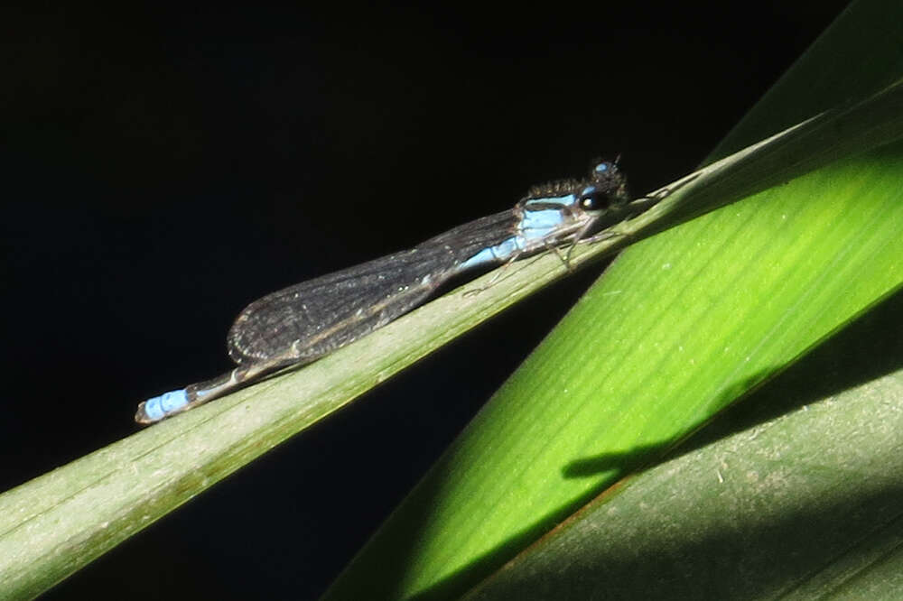 Image of Acanthagrion lancea Selys 1876