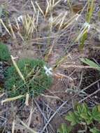 Image of Dianthus volgicus Juzepczuk