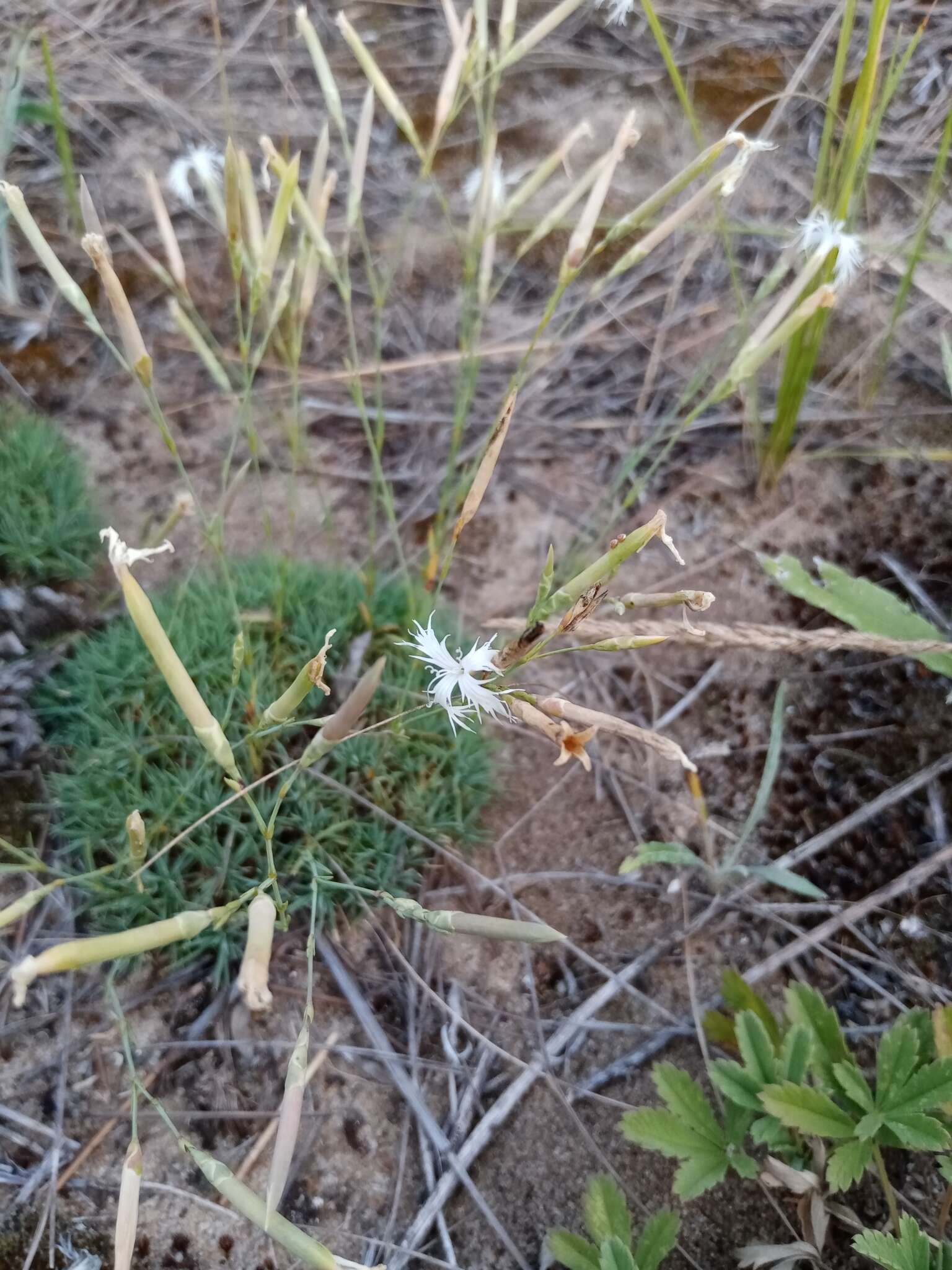 Imagem de Dianthus volgicus Juzepczuk