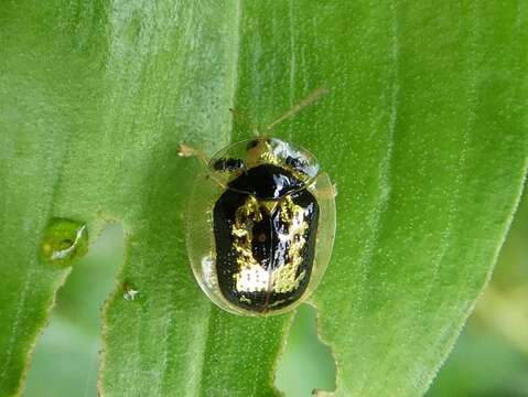 Microctenochira panamensis Swietojanska & Borowiec 1999的圖片