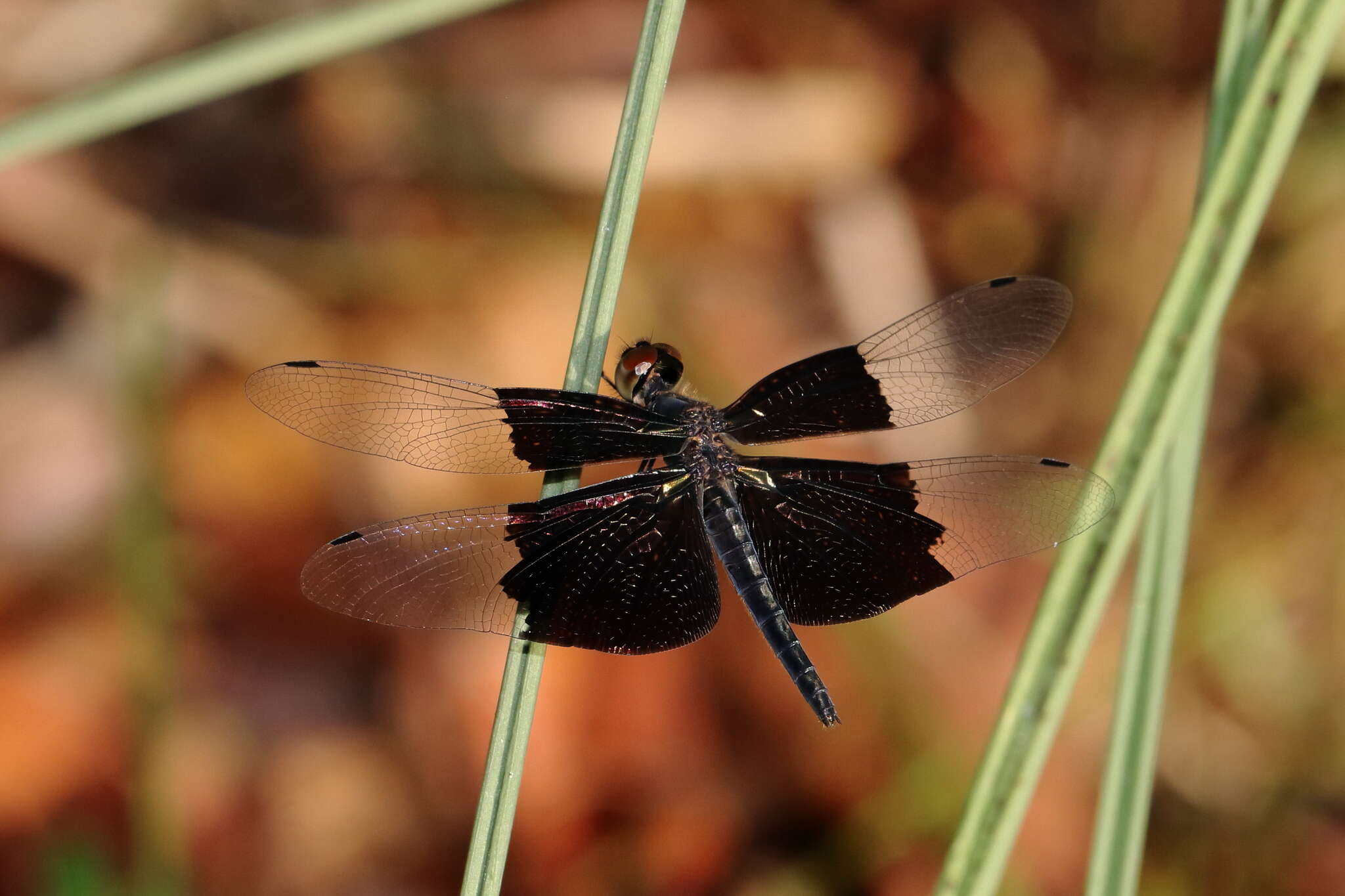 Image of Rhyothemis braganza Karsch 1890