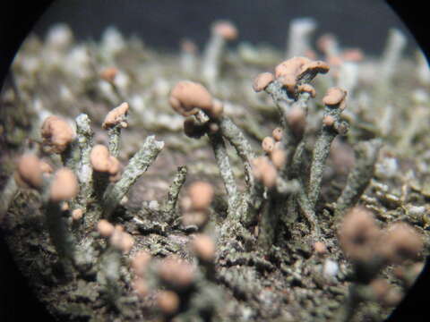 Image of cup lichen