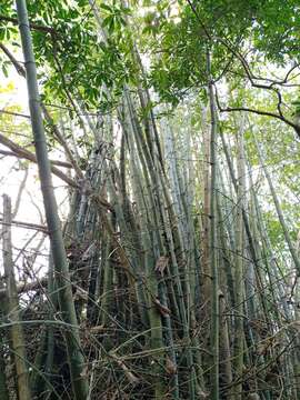 Image of Indian Thorny Bamboo