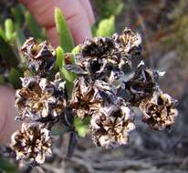 Image of Stayneria neilii (L. Bol.) L. Bol.