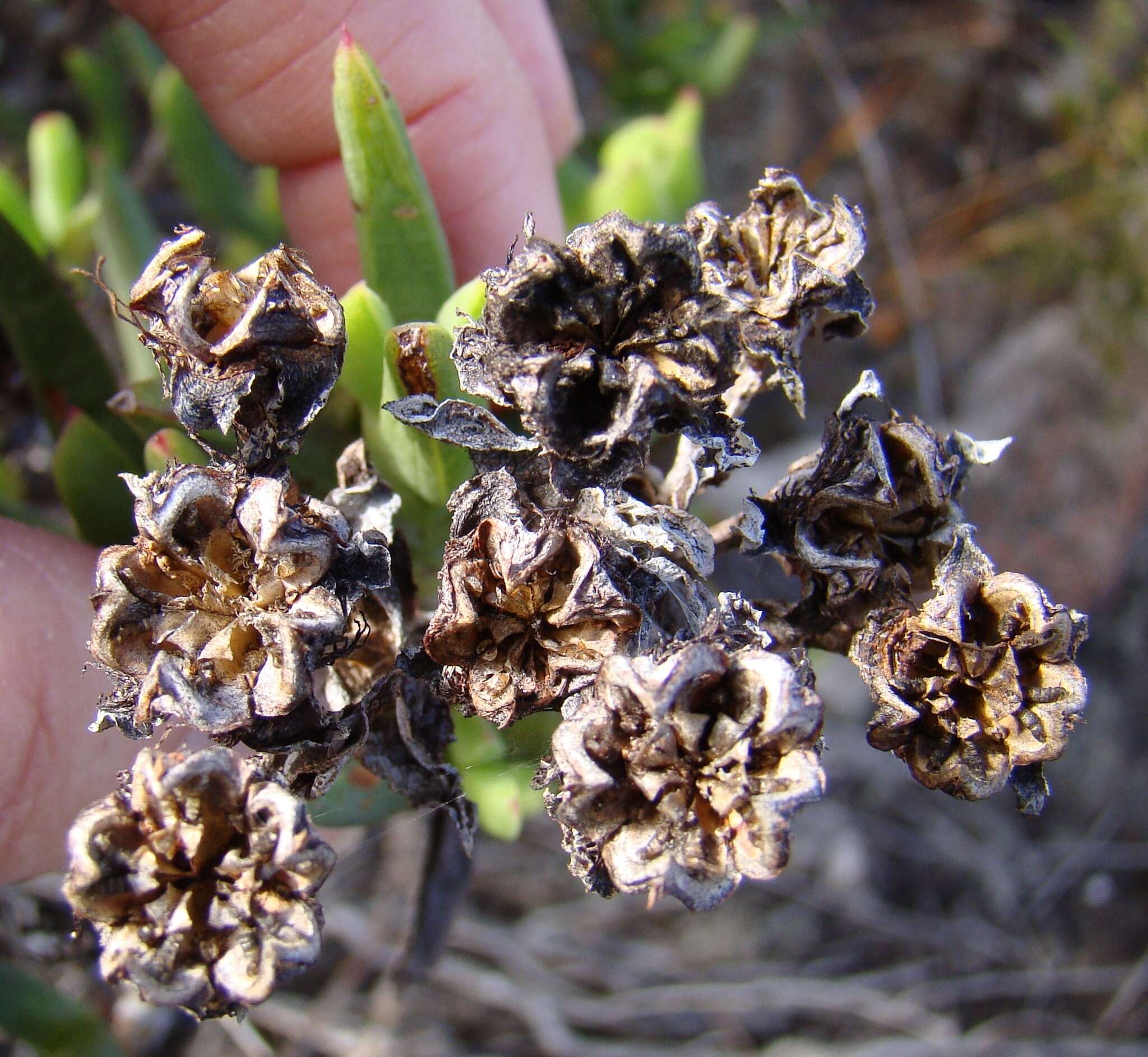 Image of Stayneria neilii (L. Bol.) L. Bol.