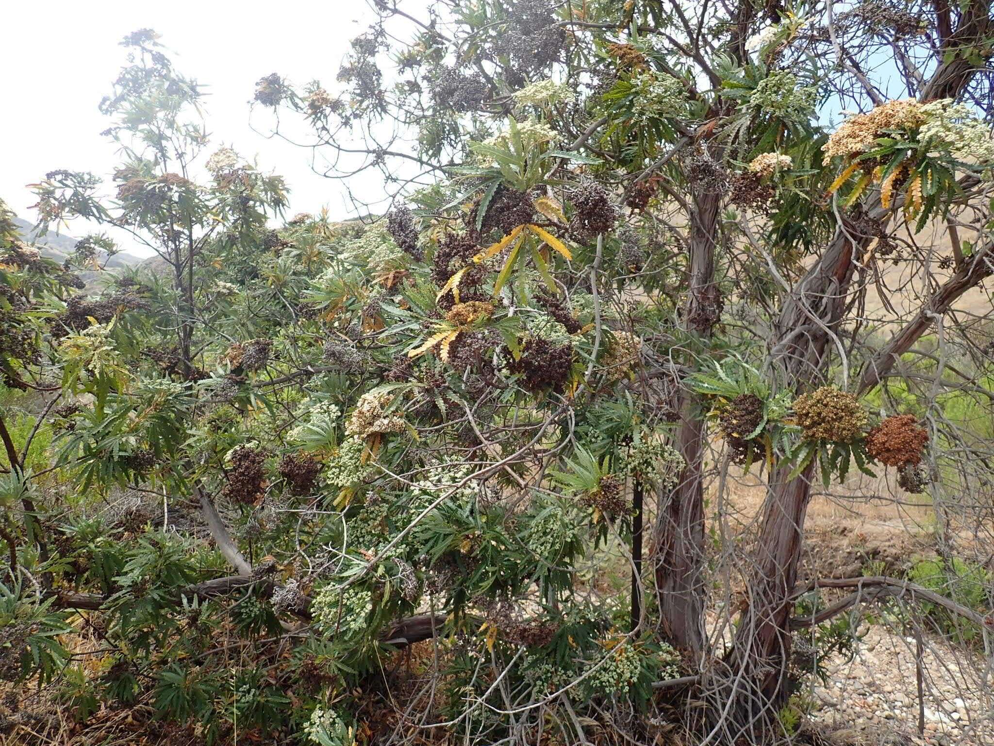 Image of fern-leaf Catalina ironwood