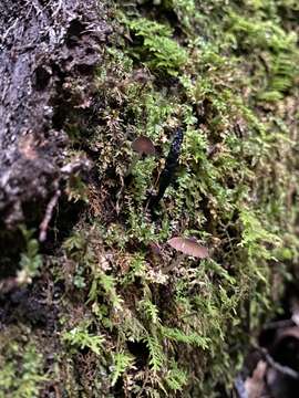 Image of Xylaria cornu-damae (Schwein.) Berk. 1873