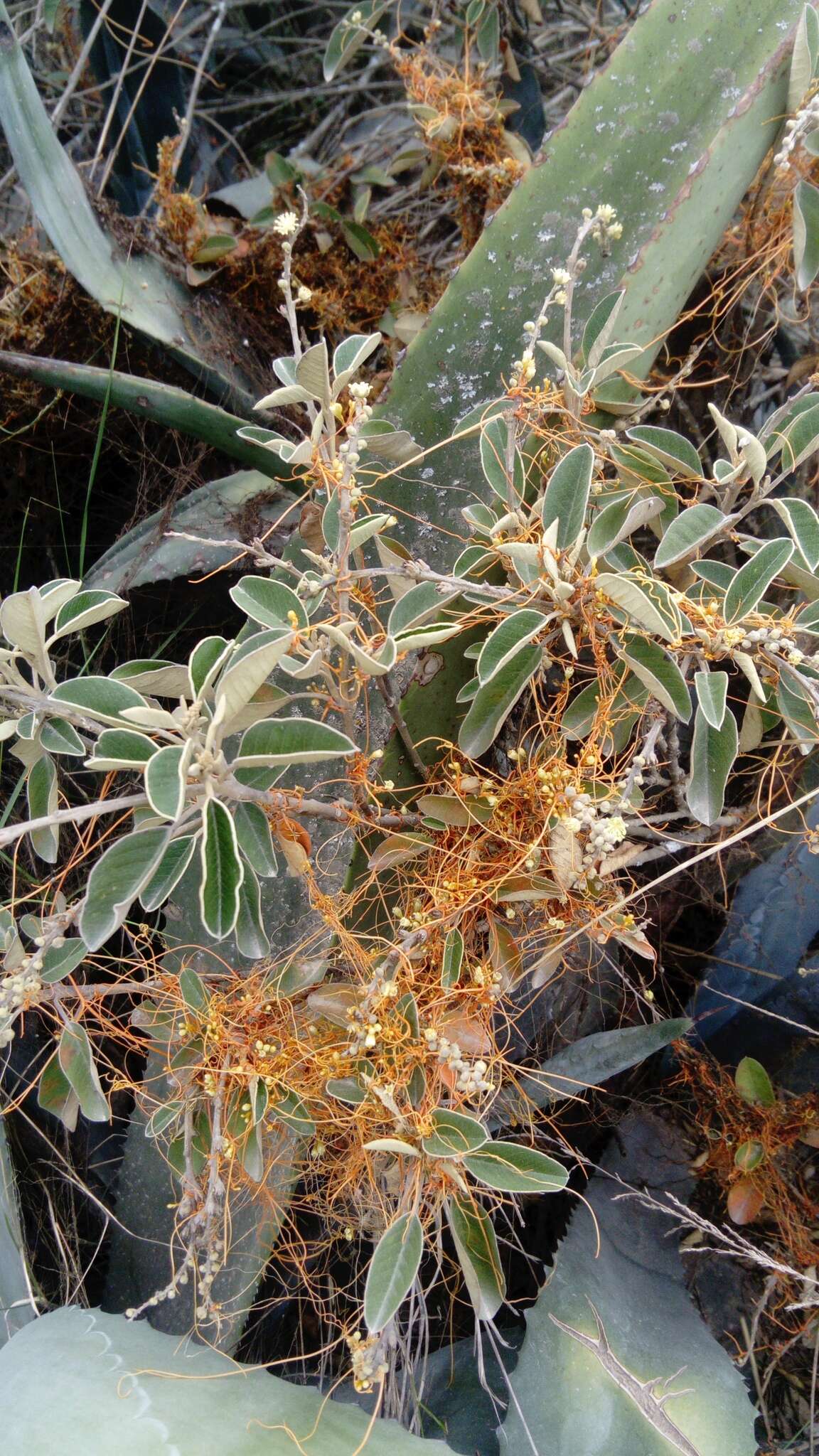 Image of Cuscuta stenolepis Engelm.