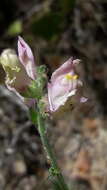 Image of Antirrhinum litigiosum Pau