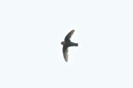 Image of Chestnut-collared Swift