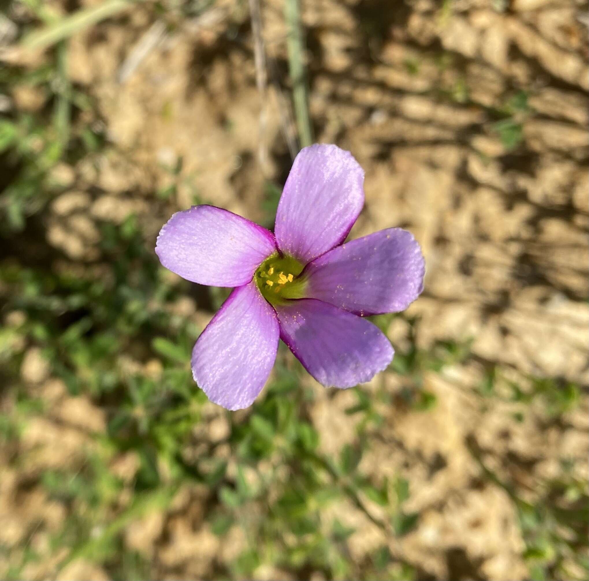 Imagem de Oxalis livida var. altior T. M. Salter