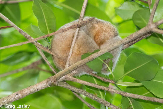 Image of silky anteaters