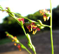 Panicum deustum Thunb.的圖片