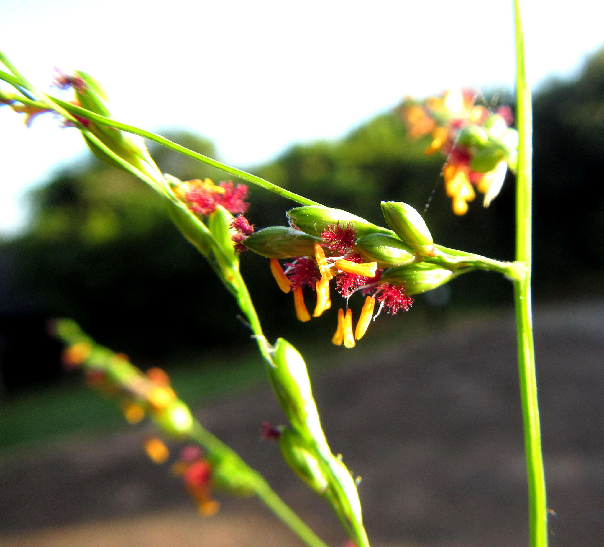 Panicum deustum Thunb.的圖片