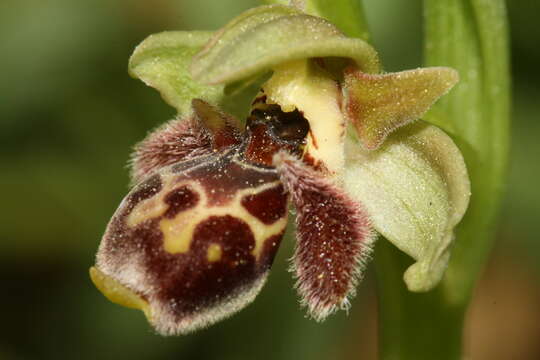 Image of Ophrys umbilicata Desf.