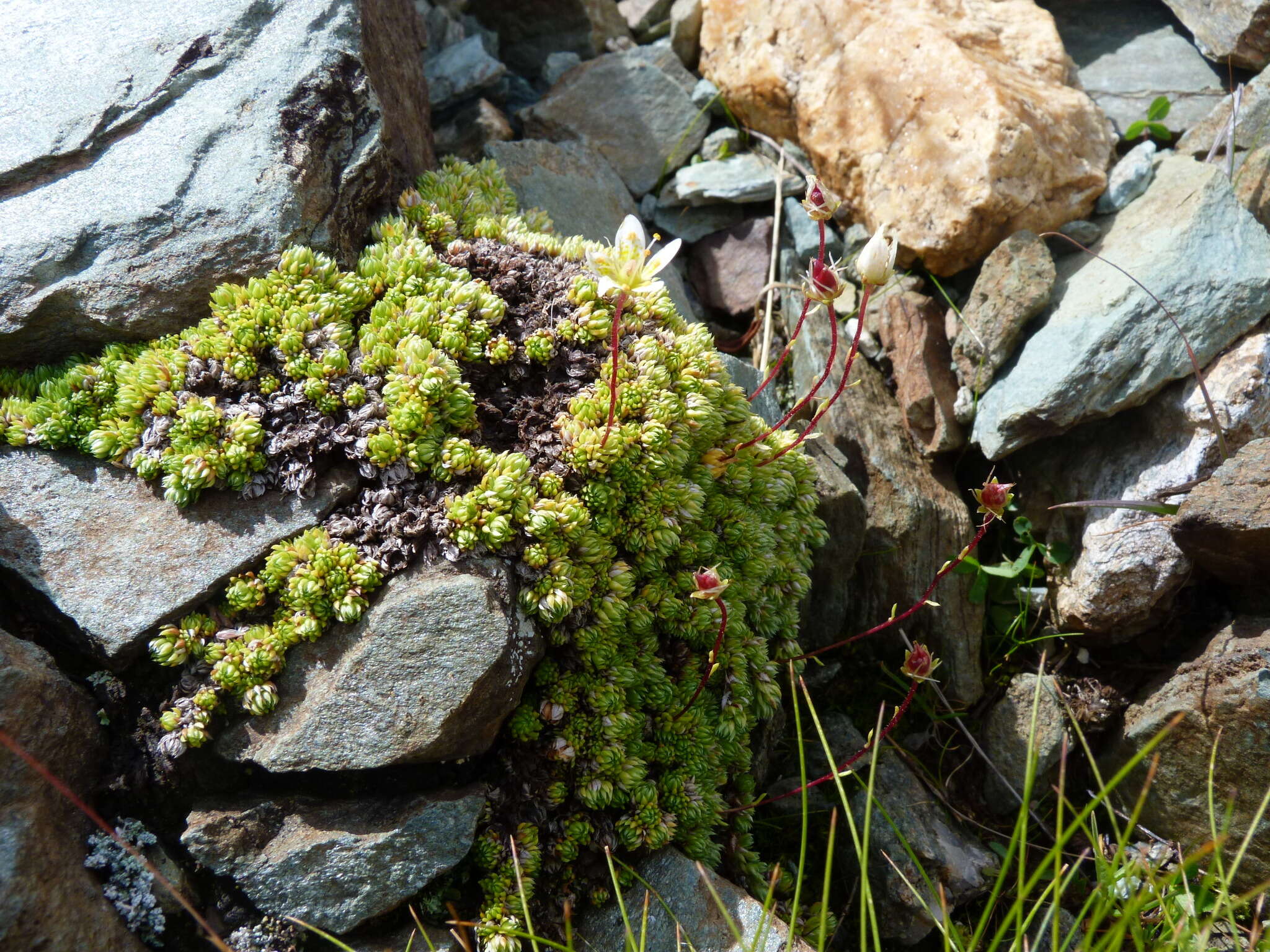 Слика од Saxifraga bryoides L.