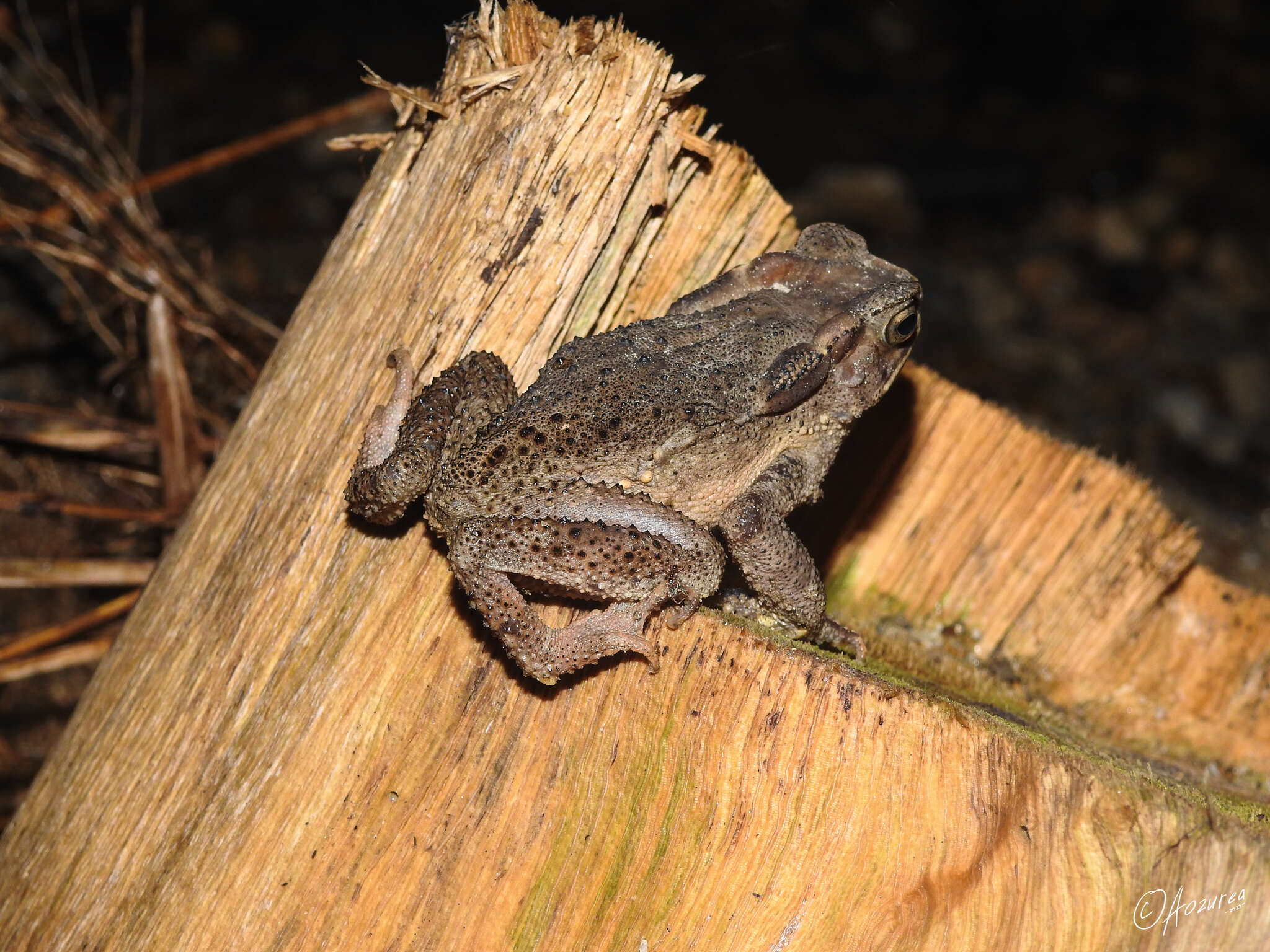 صورة Ingerophrynus celebensis (Günther 1859)