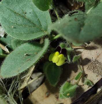 Image of Kickxia spuria subsp. integrifolia (Brot.) R. Fernandes