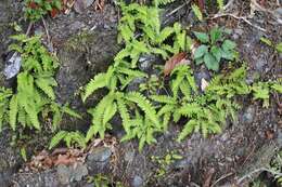 Image of Woodsia polystichoides D. C. Eat.