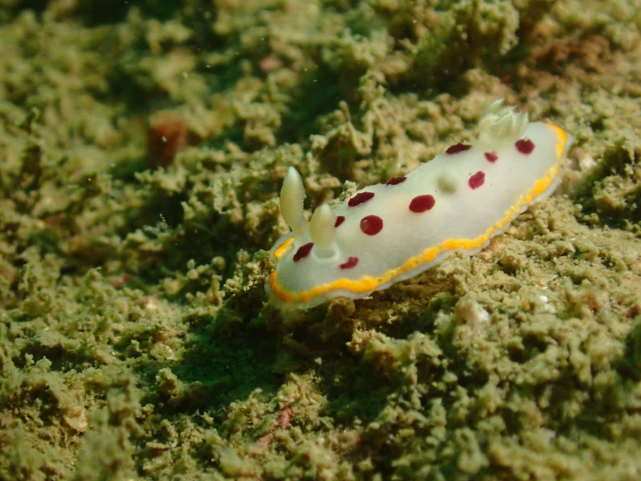 Image of Goniobranchus tumuliferus (Collingwood 1881)