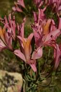 Image of Alstroemeria ligtu subsp. splendens Muñoz-Schick