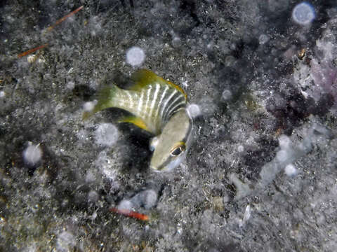 Image of Dogtooth Snapper