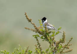 Image of Emberiza pallasi lydiae Portenko 1929