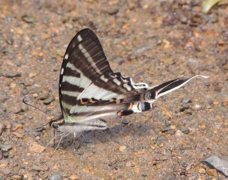 Image de Protographium leosthenes (Doubleday 1846)