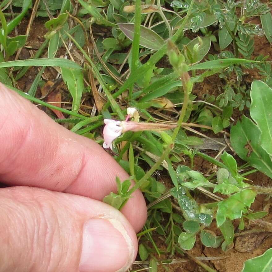 Oenothera suffulta (Engelm.) W. L. Wagner & Hoch resmi