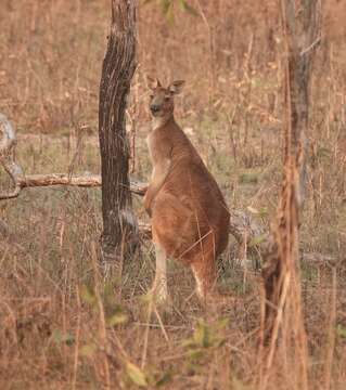 Image of Antilopine Kangaroo