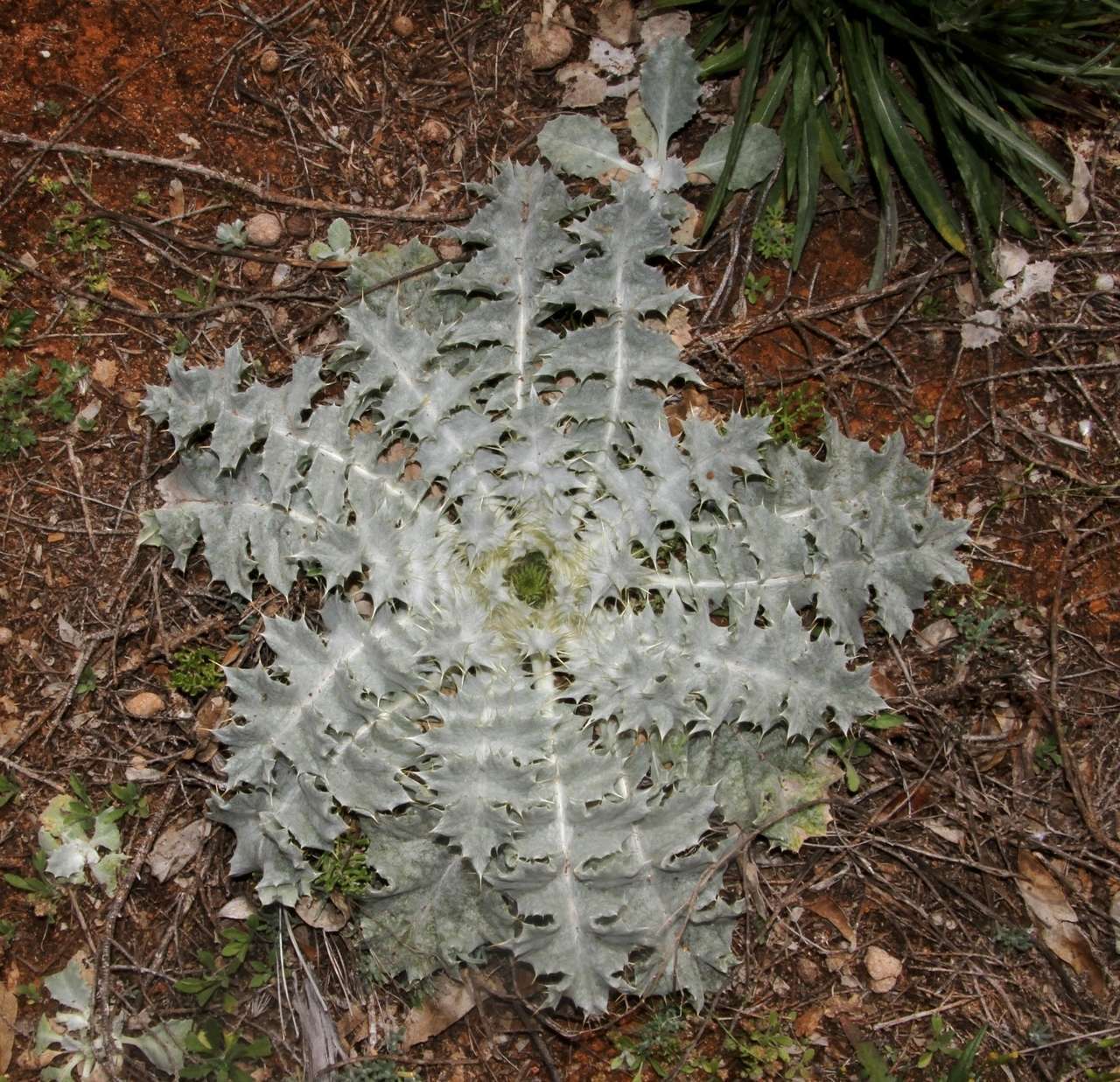 Image of stemless thistle