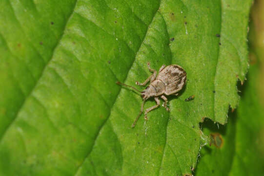 Image of Pseudomyllocerus sinuatus (Fabricius 1801)