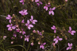 Plancia ëd Stylidium leptophyllum DC.