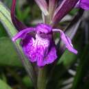 Image of Dactylorhiza traunsteineri subsp. traunsteineri