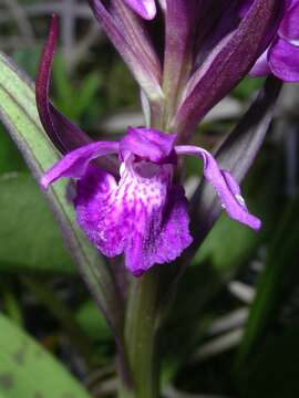 Image de Dactylorhiza traunsteineri subsp. traunsteineri