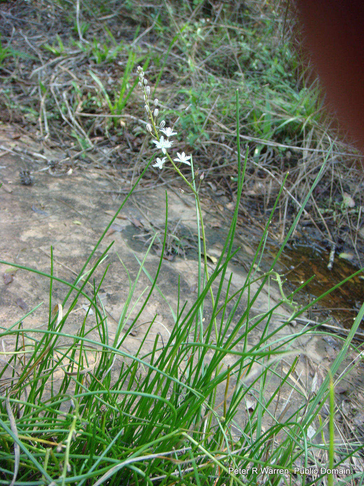 Image of Drimia calcarata (Baker) Stedje