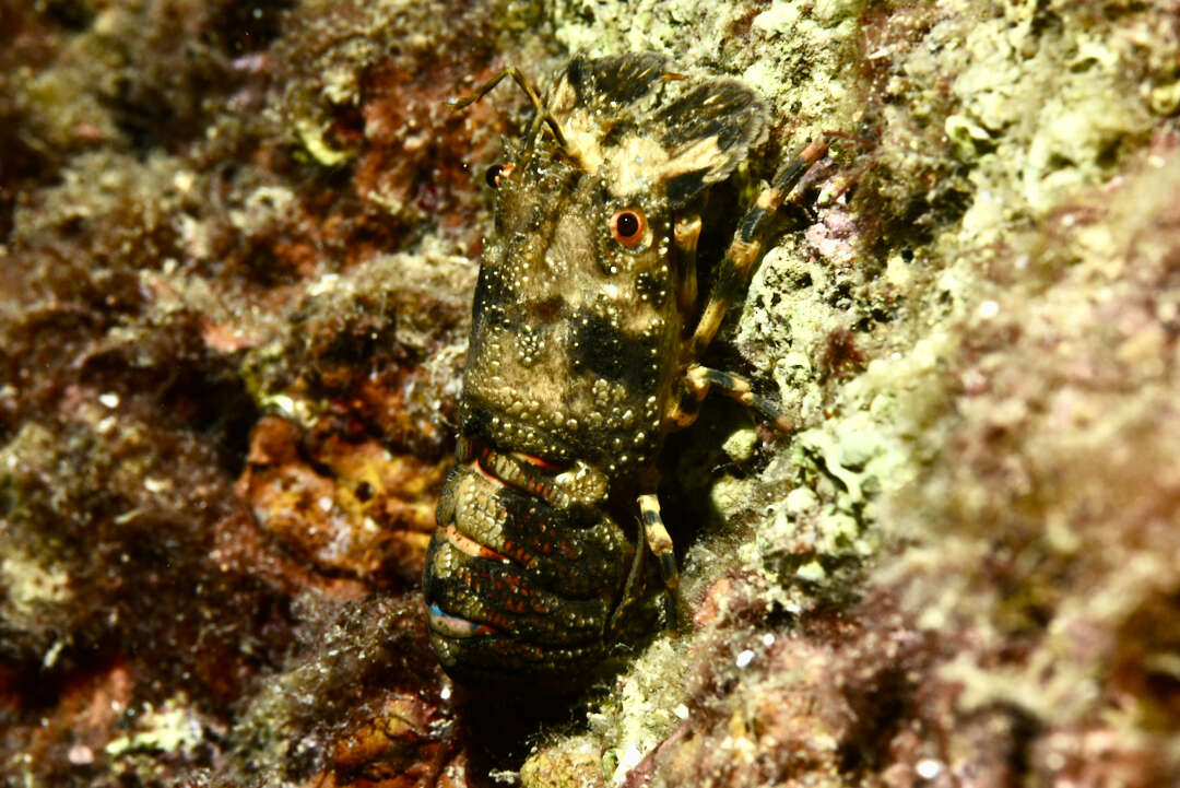 Image of Small European Locust Lobster