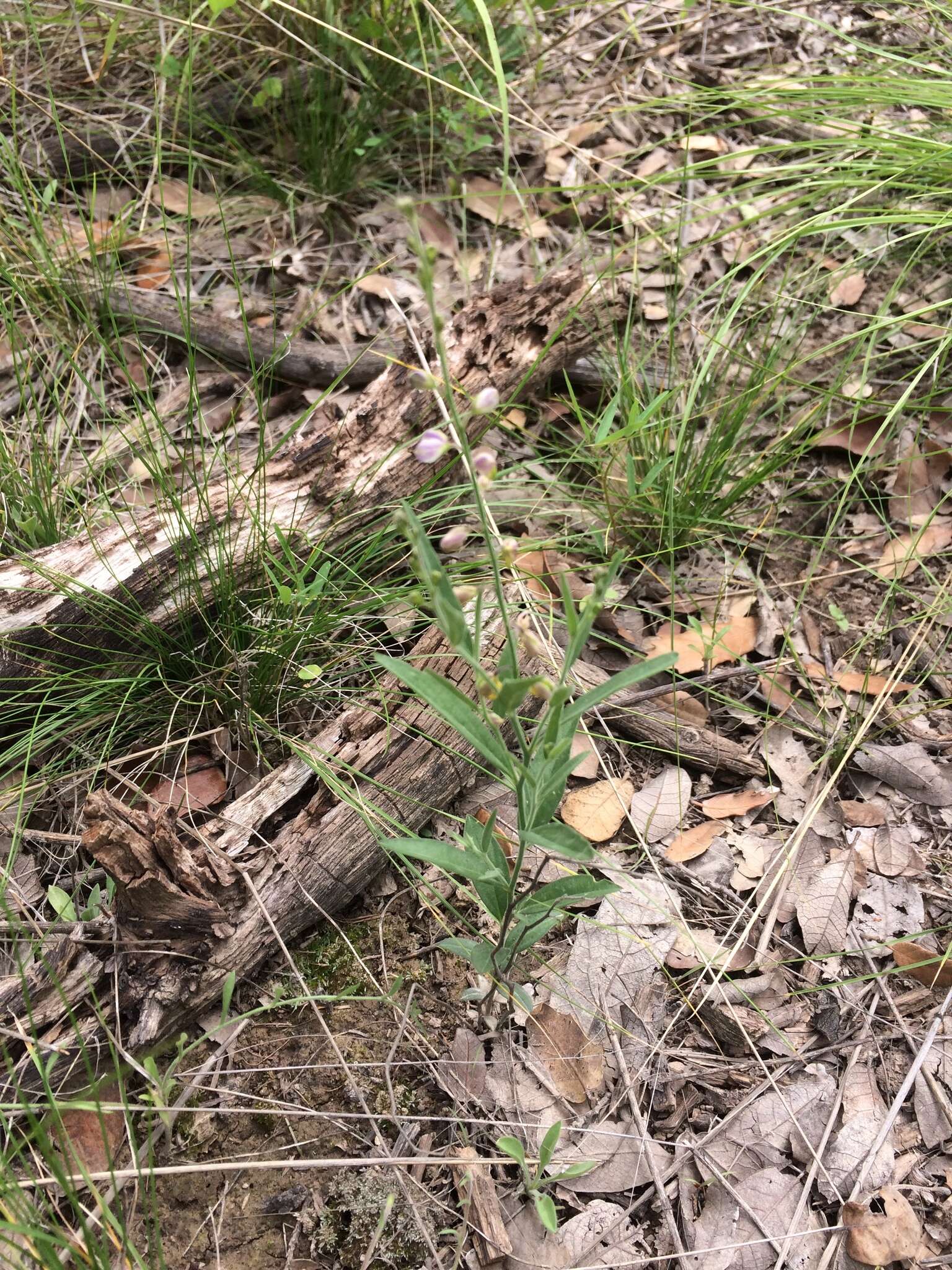 Image of velvetseed milkwort