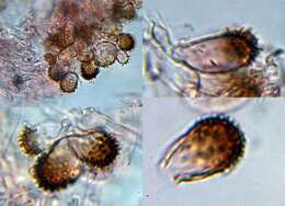 Слика од Cryptomarasmius minutus (Peck) T. S. Jenkinson & Desjardin 2014