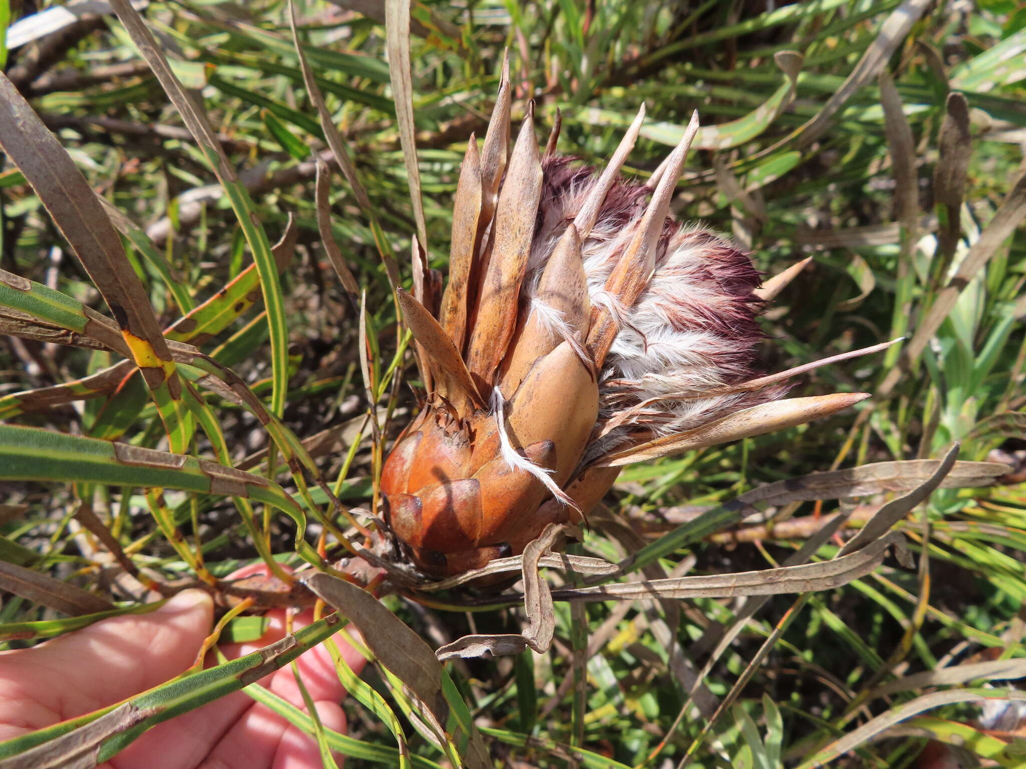 Imagem de Protea longifolia Andr.