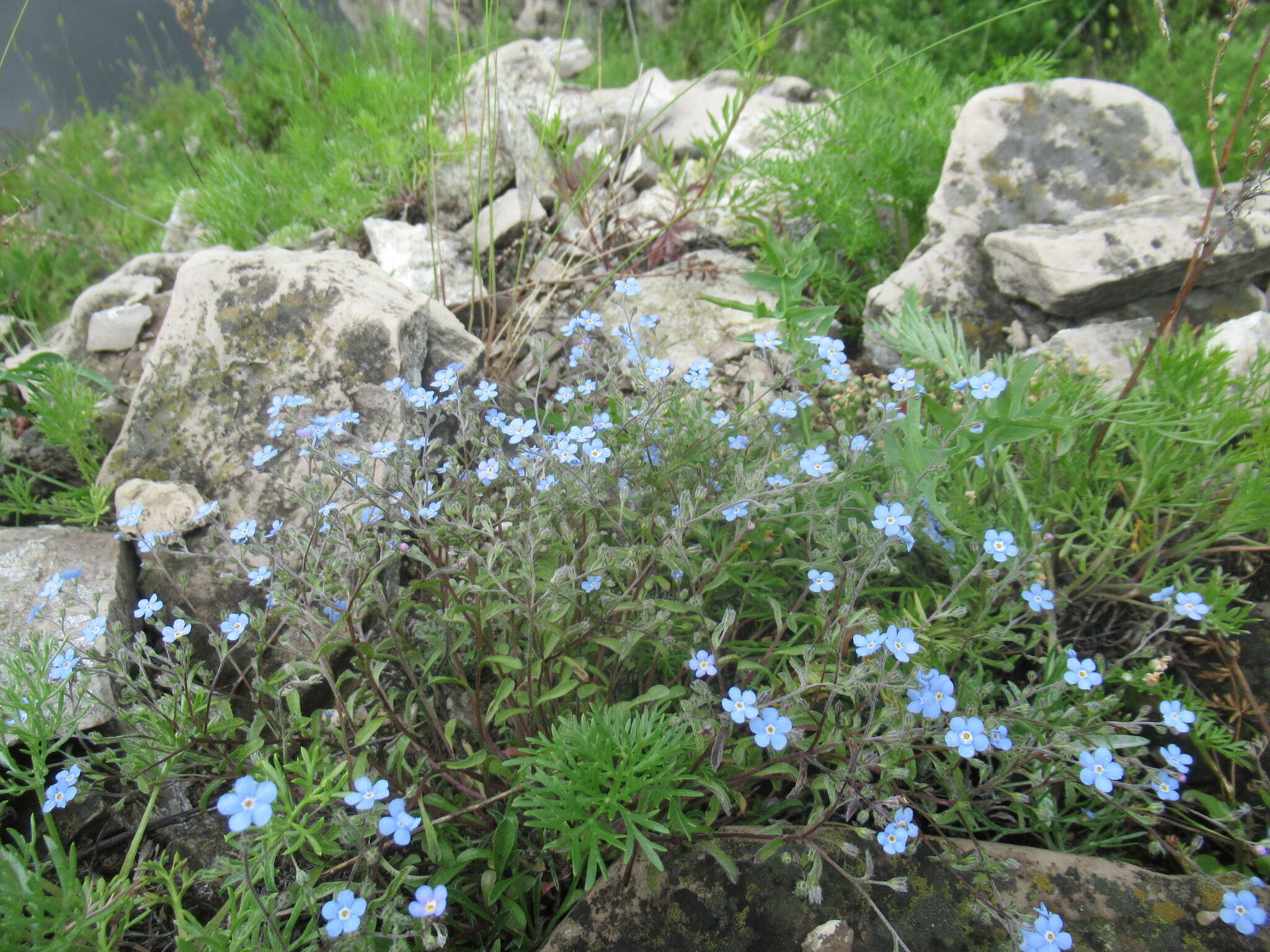 Plancia ëd Eritrichium rupestre (Pall. ex Georgi) Bunge