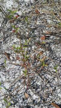 Image of pine barren frostweed