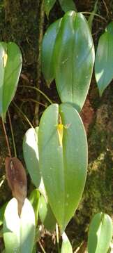 Image of Pleurothallis microcardia Rchb. fil.