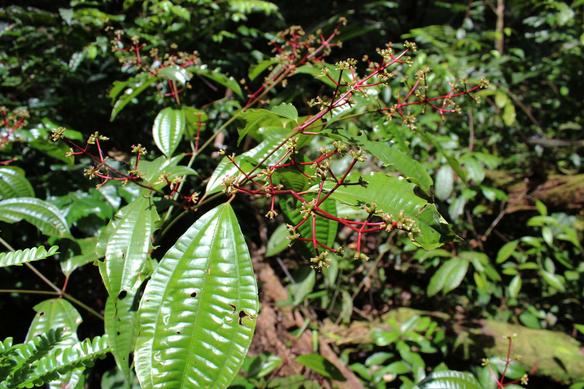 Image of Miconia lateriflora Cogn.