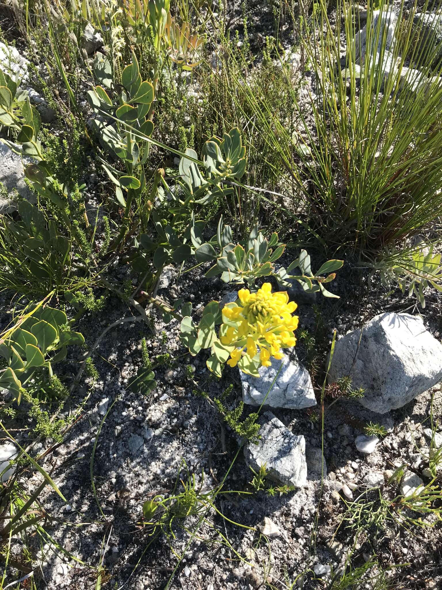 Image of <i>Rafnia capensis</i> subsp. <i>pedicellata</i>