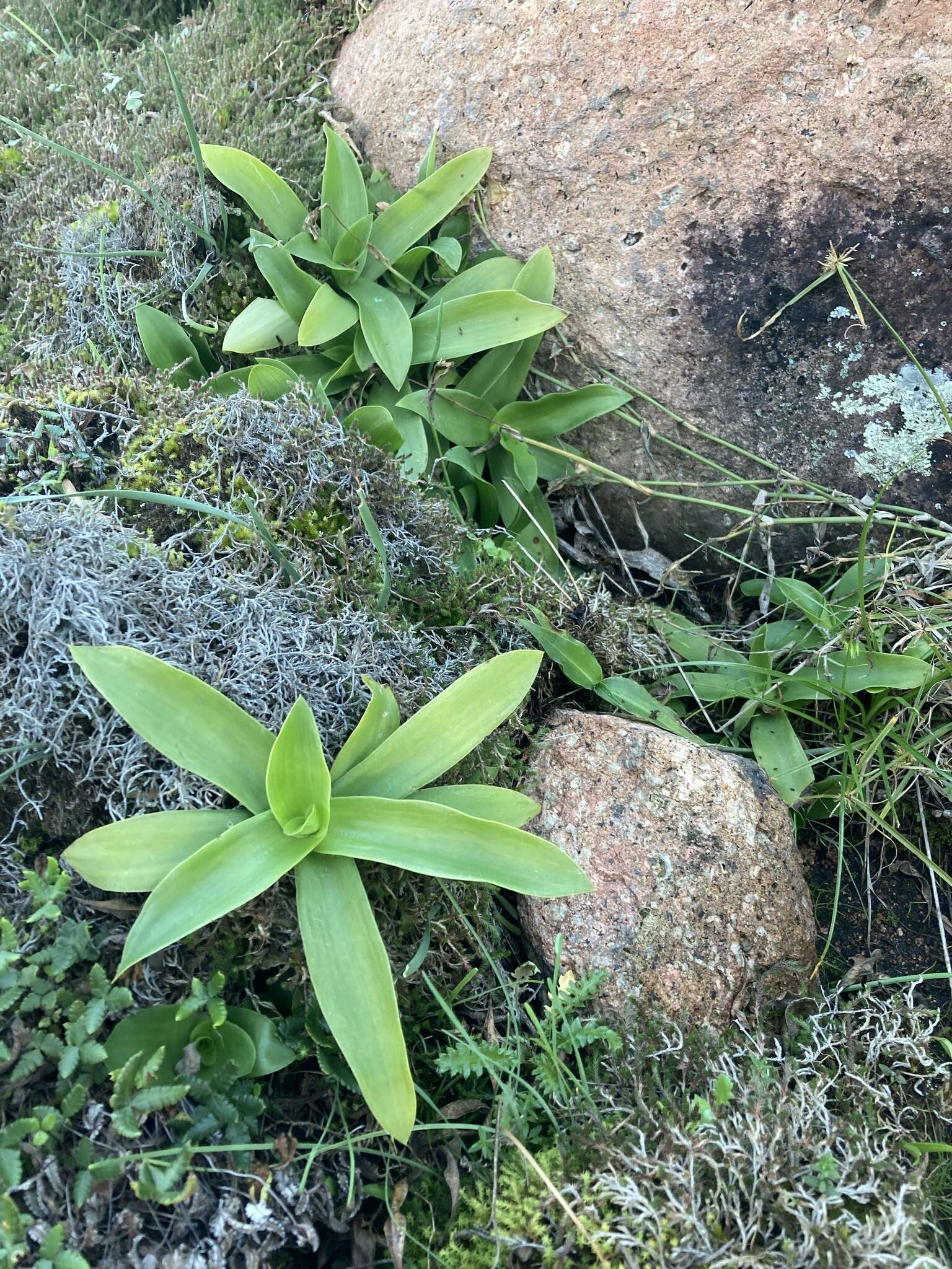 Image of succulent spiderwort